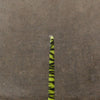 Fluroscent dinner candles - Animal Print