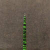 Fluroscent dinner candles - Animal Print